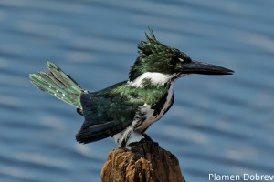 Amazon kingfisher