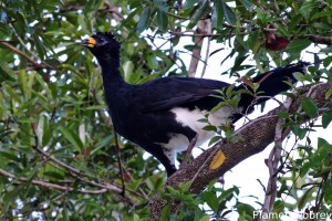 Bare-faced curassow