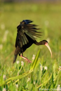 Bare-faced ibis