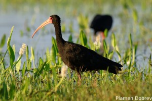 Bare-faced ibis