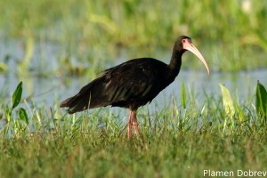 Bare-faced ibis
