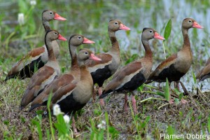 Black-bellied whistling duck