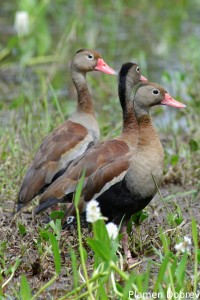 Black-bellied whistling duck