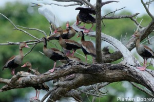 Black-bellied whistling duck