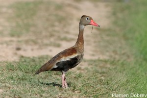 Black-bellied whistling duck