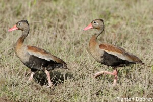 Black-bellied whistling duck