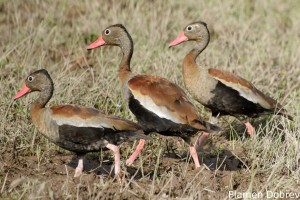 Black-bellied whistling duck