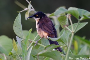 Black-capped donacobius