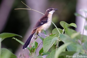 Black-capped donacobius