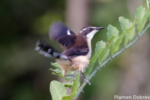 Black-capped donacobius