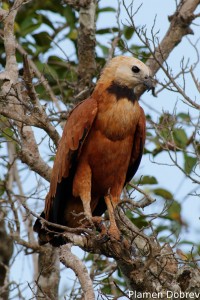 Black-collared hawk