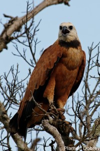 Black-collared hawk