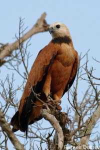 Black-collared hawk