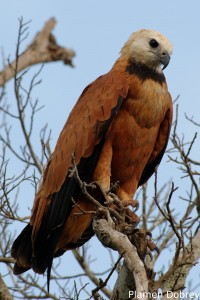 Black-collared hawk