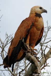 Black-collared hawk
