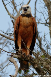 Black-collared hawk