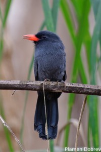 Black-fronted nunbird