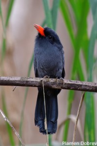 Black-fronted nunbird