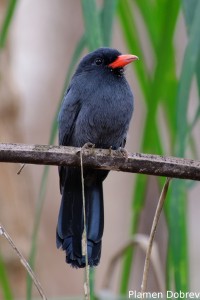Black-fronted nunbird