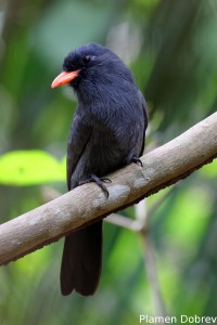Black-fronted nunbird