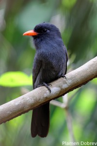 Black-fronted nunbird