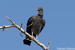 Black vulture