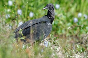 Black vulture