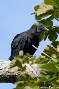 Black vulture