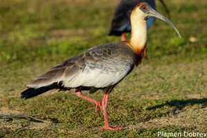 Buff-necked ibis