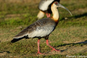 Buff-necked ibis