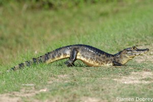 Caiman
