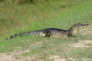 Caiman