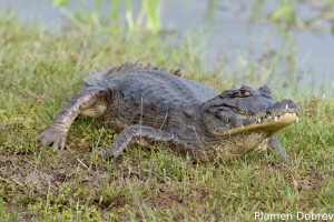 Caiman