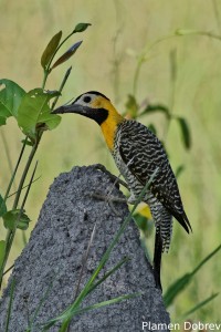 Campo flicker