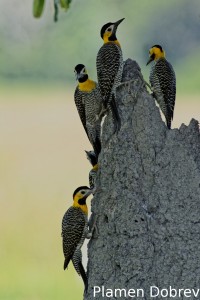 Campo flicker