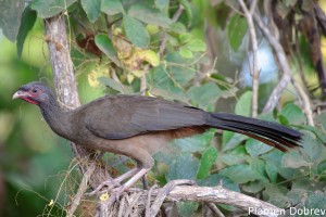 Chaco chachalaca