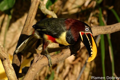 Chestnut-eared aracari
