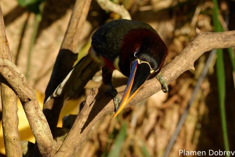 Chestnut-eared aracari