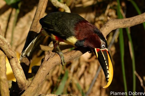 Chestnut-eared aracari