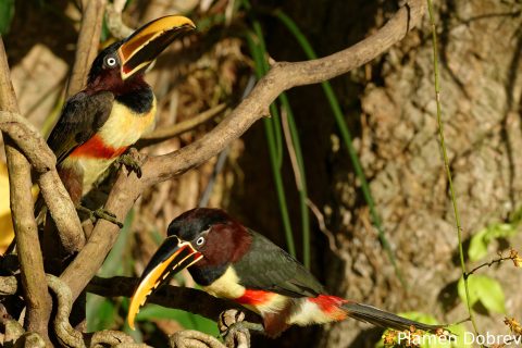 Chestnut-eared aracari