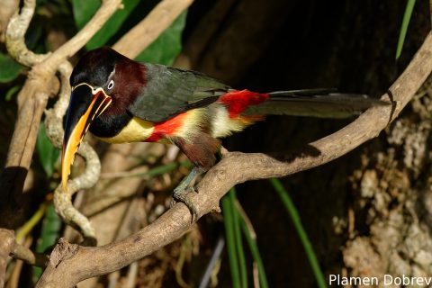 Chestnut-eared aracari