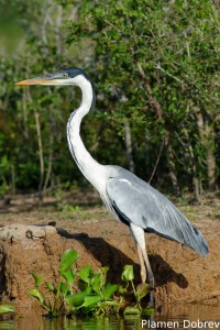 Cocoi heron