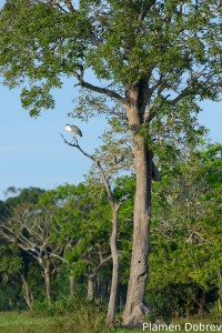 Cocoi heron