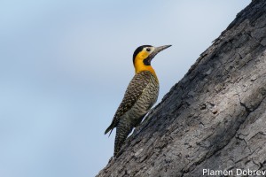 Campo flicker