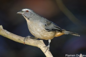 Grayish saltator