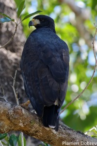 Great black hawk