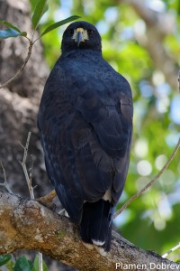 Great black hawk