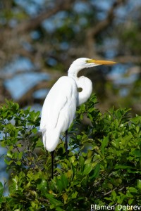 Great egret