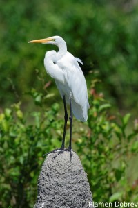 Great egret