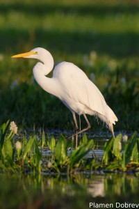 Great egret
